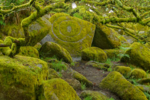 Spooky old oak forest with mossy rocks, Wistman's Wood, Dartmoor, Two Bridges, Princetown, Devon, South West England, England, United Kingdom, Europe Spooky old oak forest with mossy rocks, Wistman's Wood, Dartmoor, Two Bridges, Princetown, Devon, South West England, England, United Kingdom, Europe